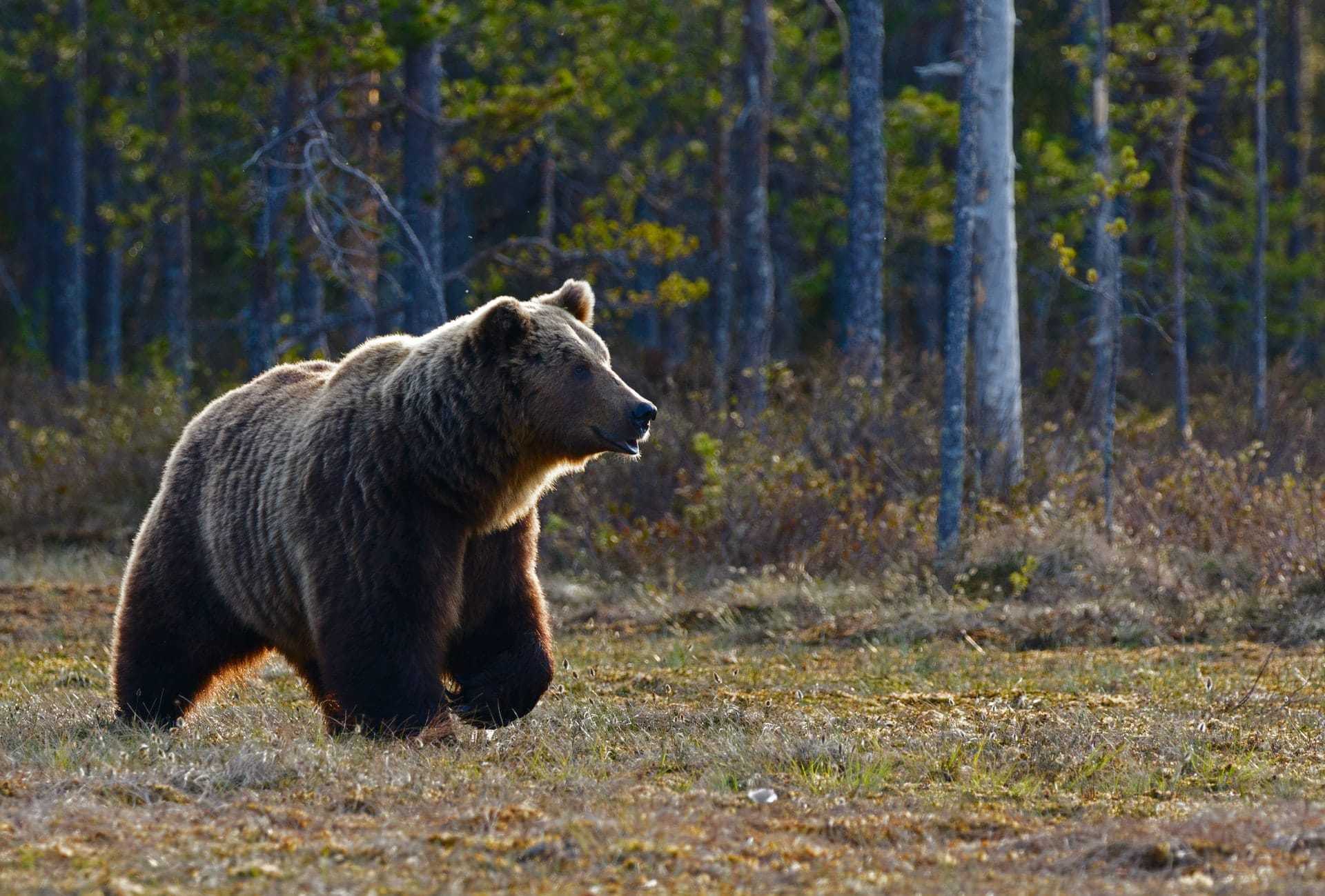 Bears in Slovak Karst National Park