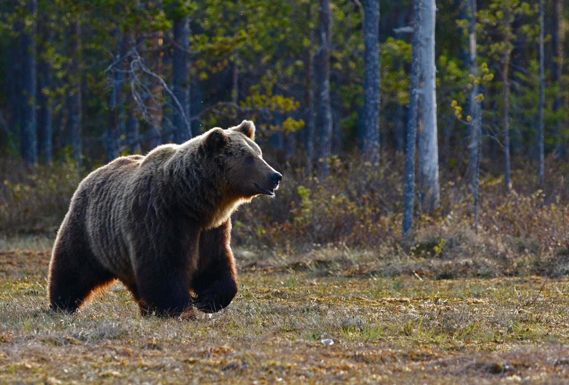 Bears in Connemara National Park