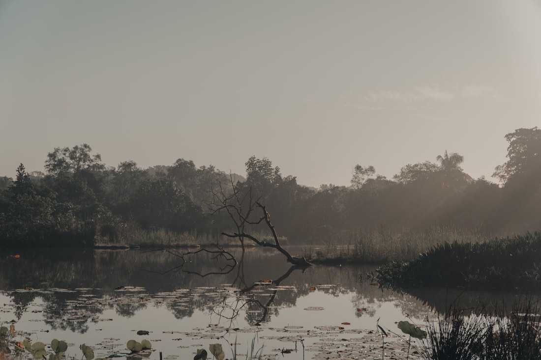 Bog National Parks